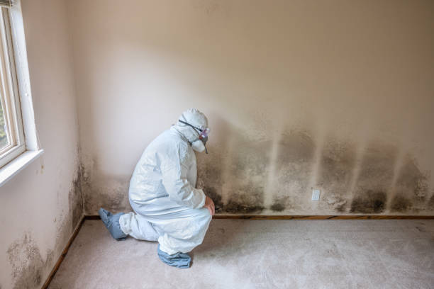 Best Mold Remediation for Vacation Homes  in La Vernia, TX